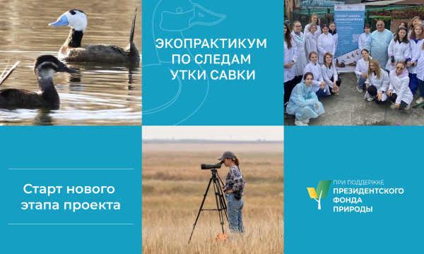 Продолжение проекта по сохранению местообитаний редкой утки савки получило подтверждение
