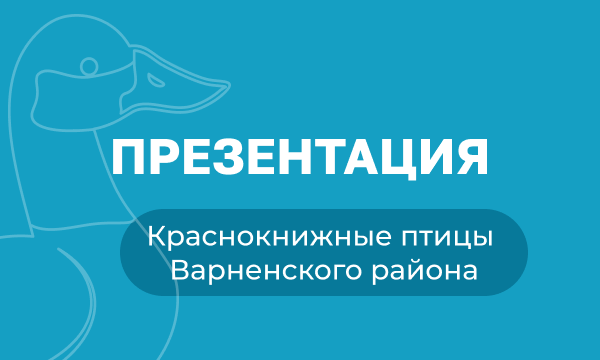 Презентация: краснокнижные птицы Варненского района